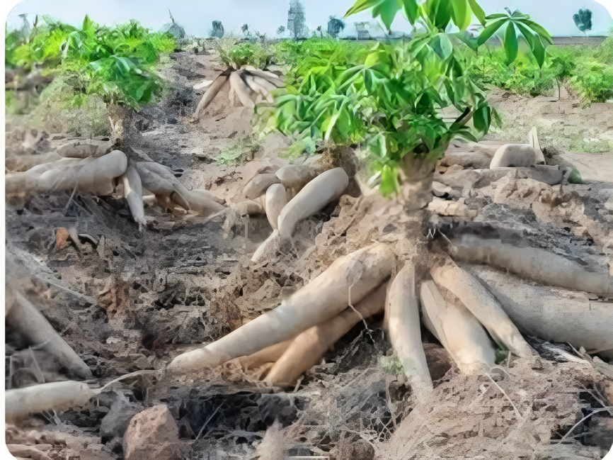 Cassava Root Where To Buy - Verdantis Agro