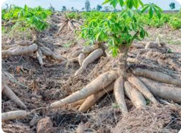 High-Starch Cassava Root - Verdantis Agro