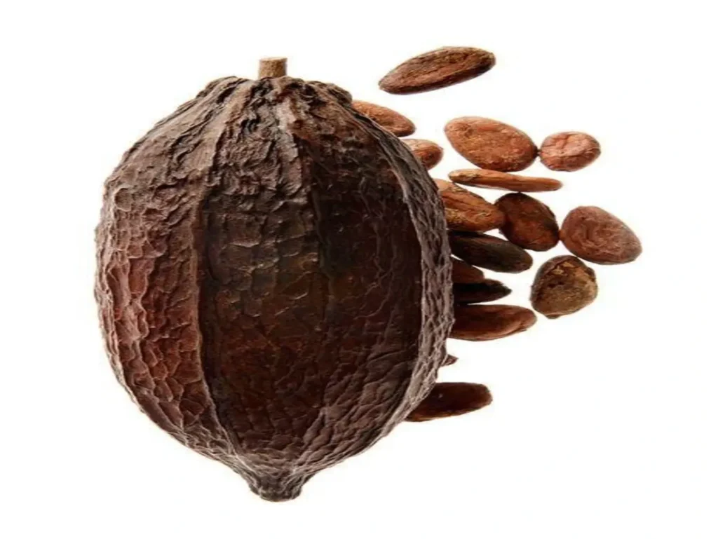 Cocoa Price in Nigeria - Verdantis Agro Produce