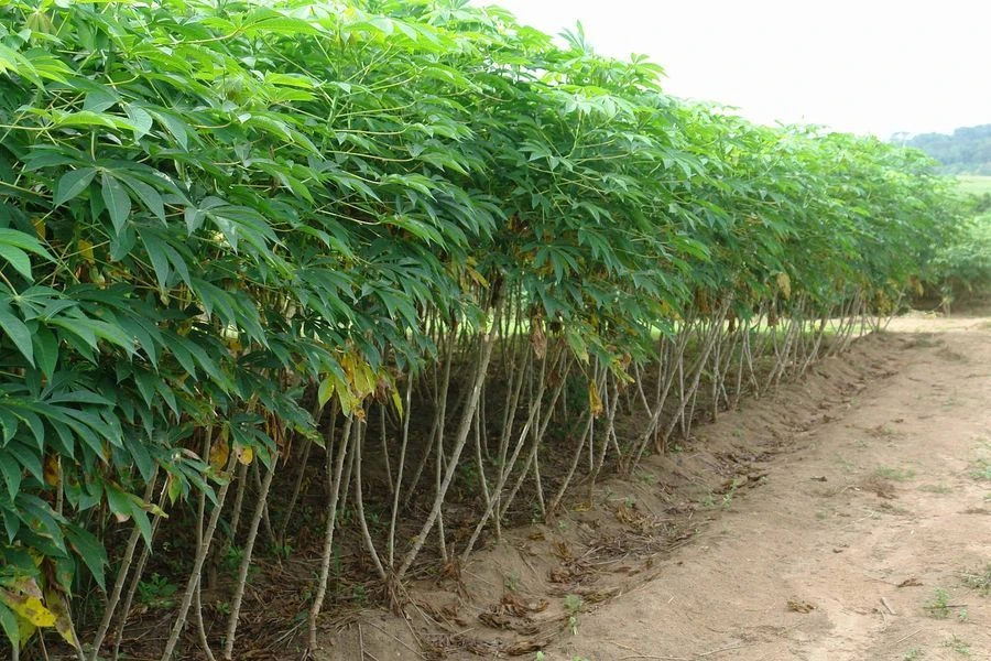 Cassava Root Where To Buy - Verdantis Agro