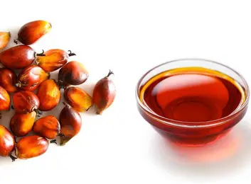 Palm Kernel Oil - Verdantis Agro Produce