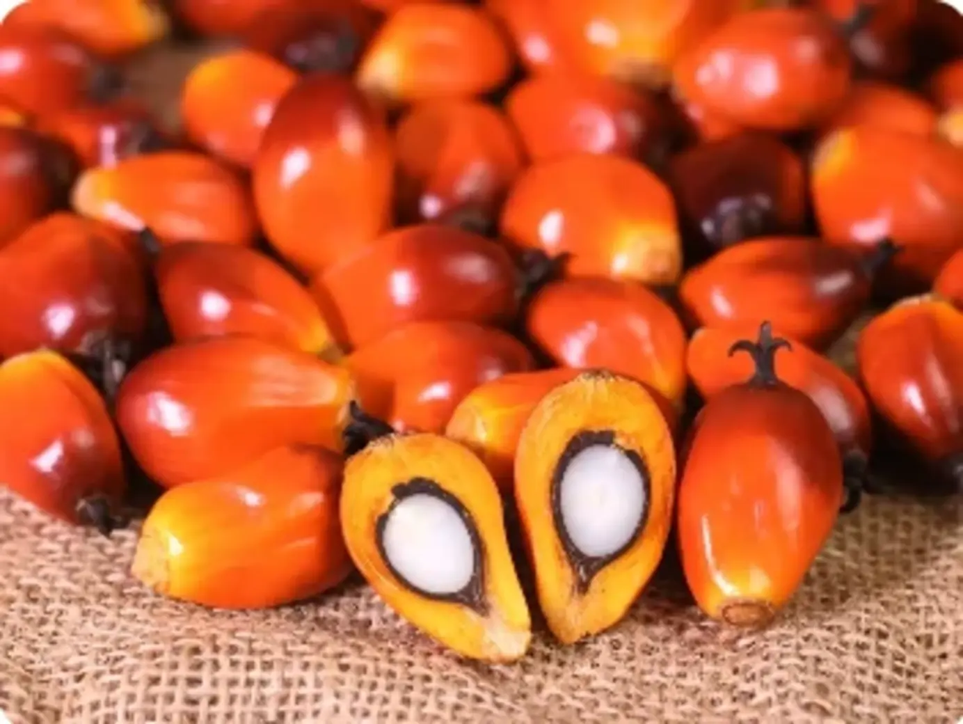 Buy Palm Fruit In Bulk - Verdantis Agro