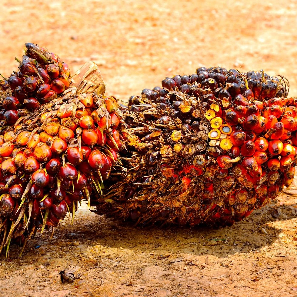 Buy Palm Fruit In Bulk - Verdantis Agro