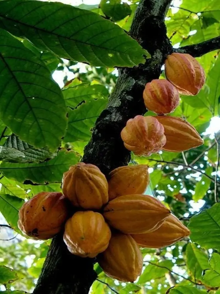 Cocoa price in Nigeria - Verdantis Agro