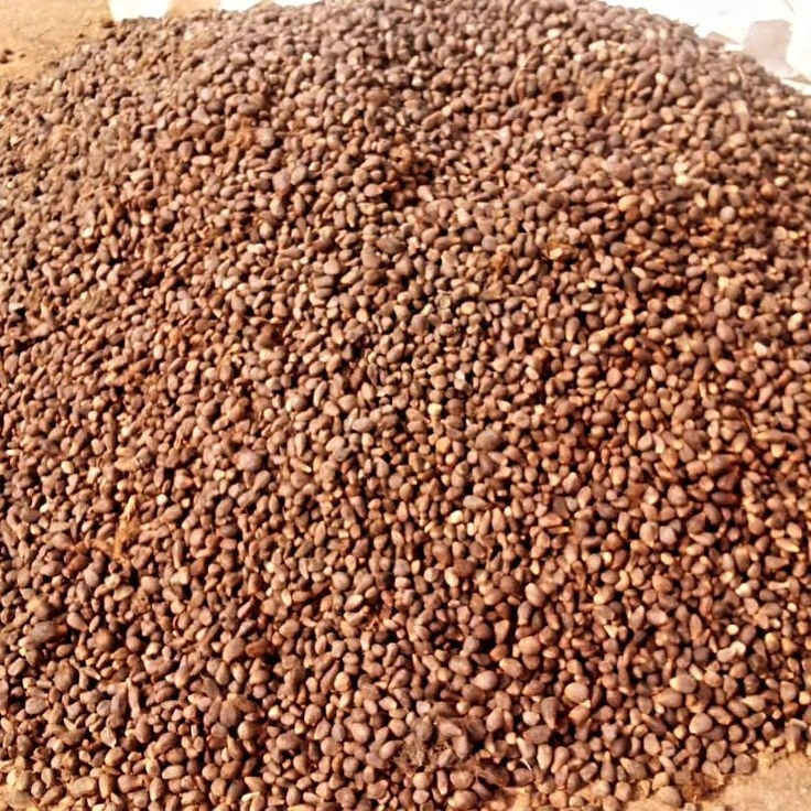 Buy bulk cracked palm kernel nut from Vedantis Agro
