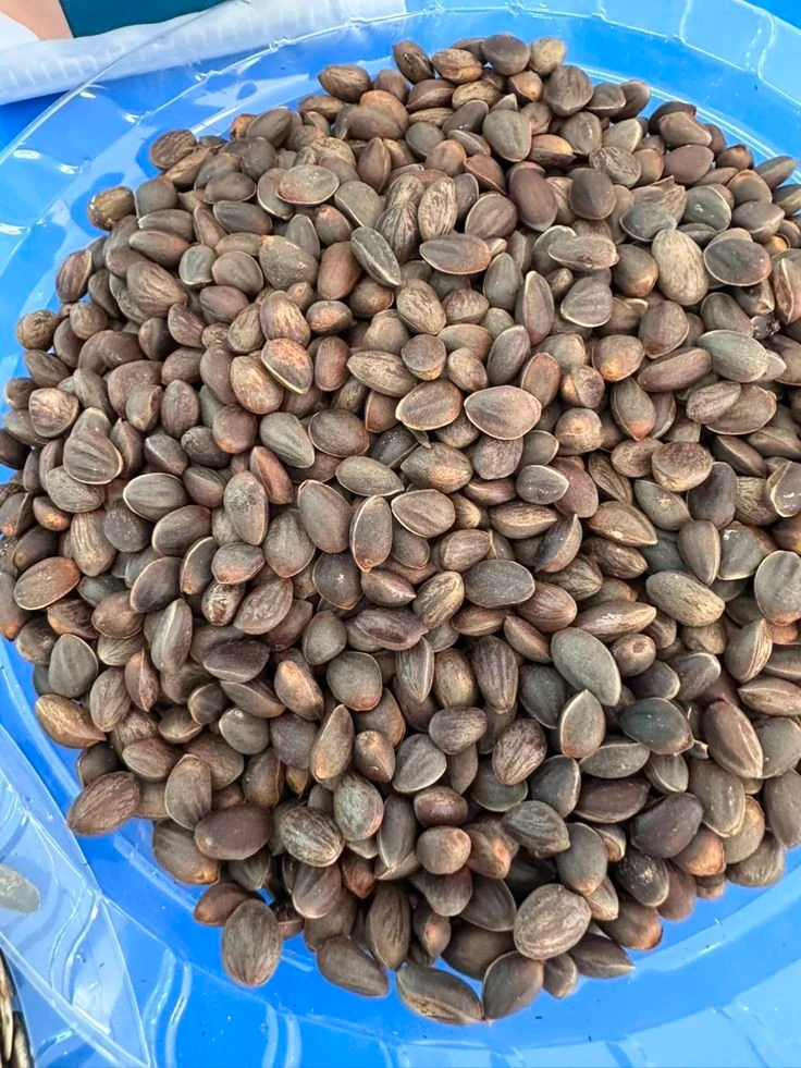 Buy bulk cracked palm kernel nuts from Vedantis Agro
