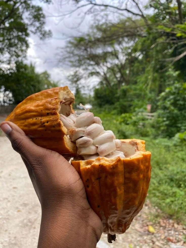 Get the best cocoa price in Nigeria; retail, wholesale, and export ready