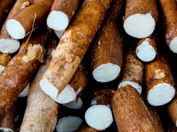 High-Starch Cassava Root - Verdantis Agro