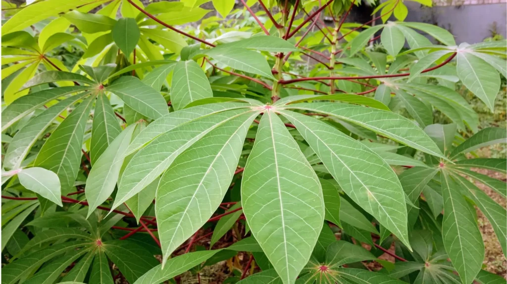 Cassava Leaves Health Benefits - Verdantis Agro