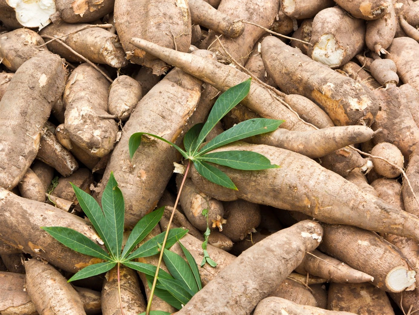 Cassava Root Where to Buy in Nigeria