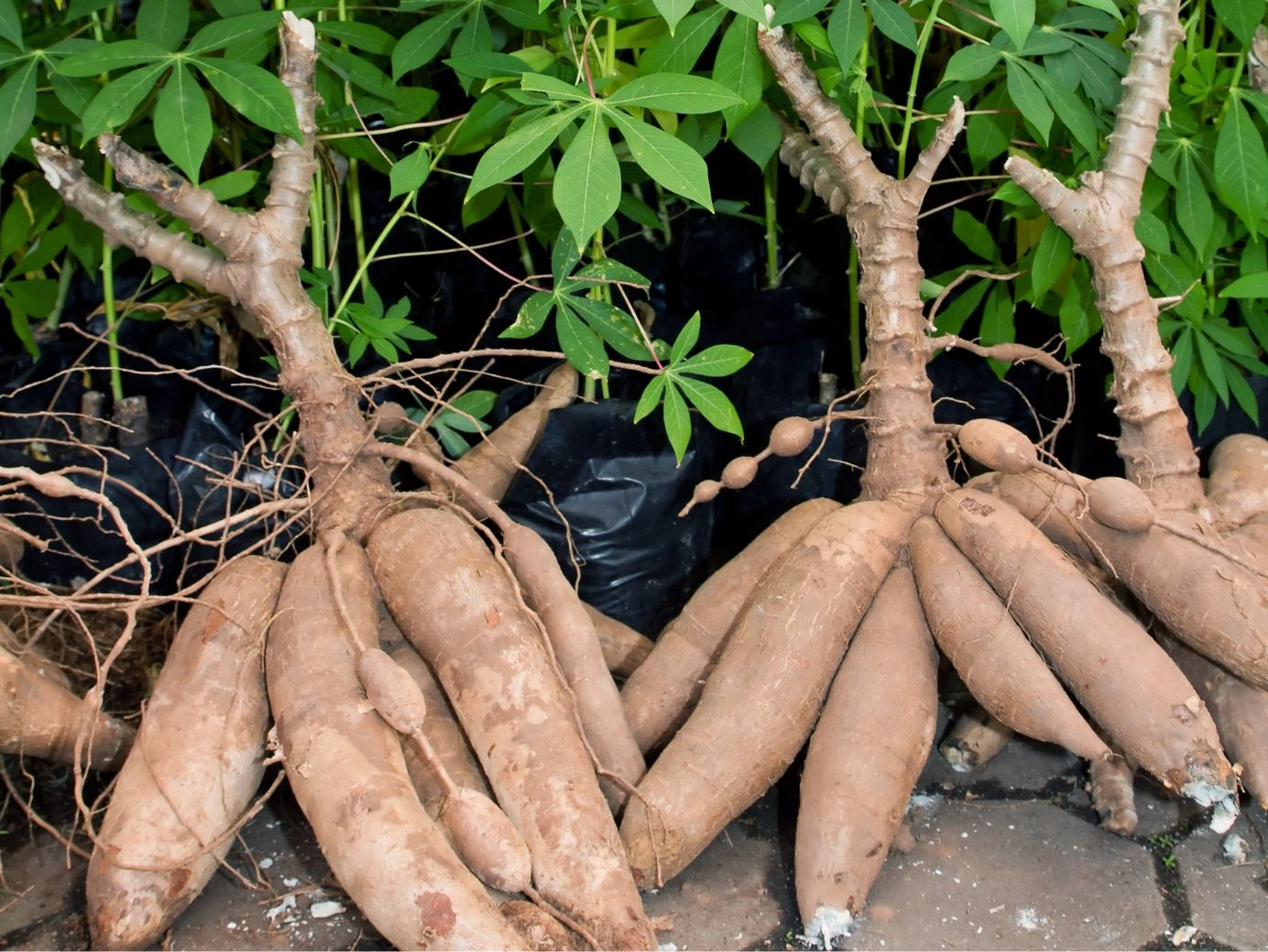 Cassava Root Where to Buy