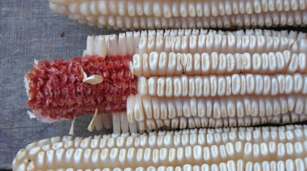 Dent Maize Cob - Maize Varieties in Nigeria