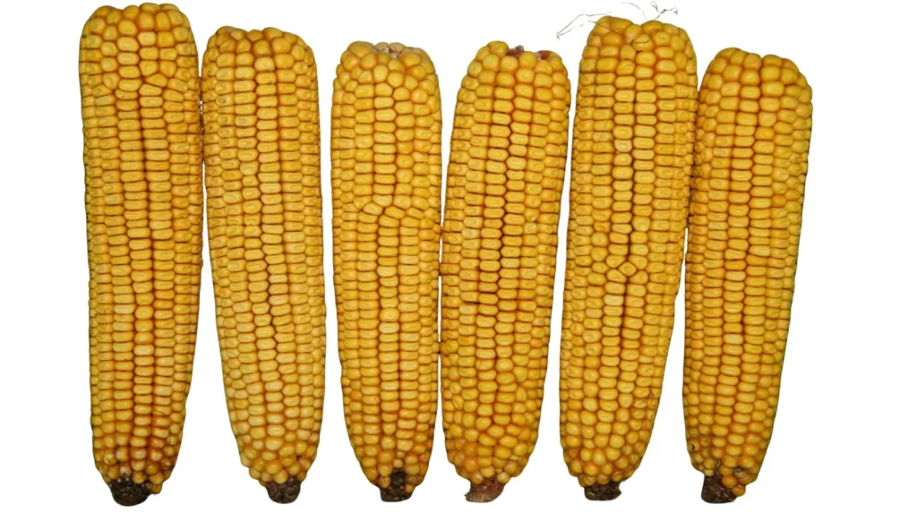 Dent Maize Varieties in Nigeria