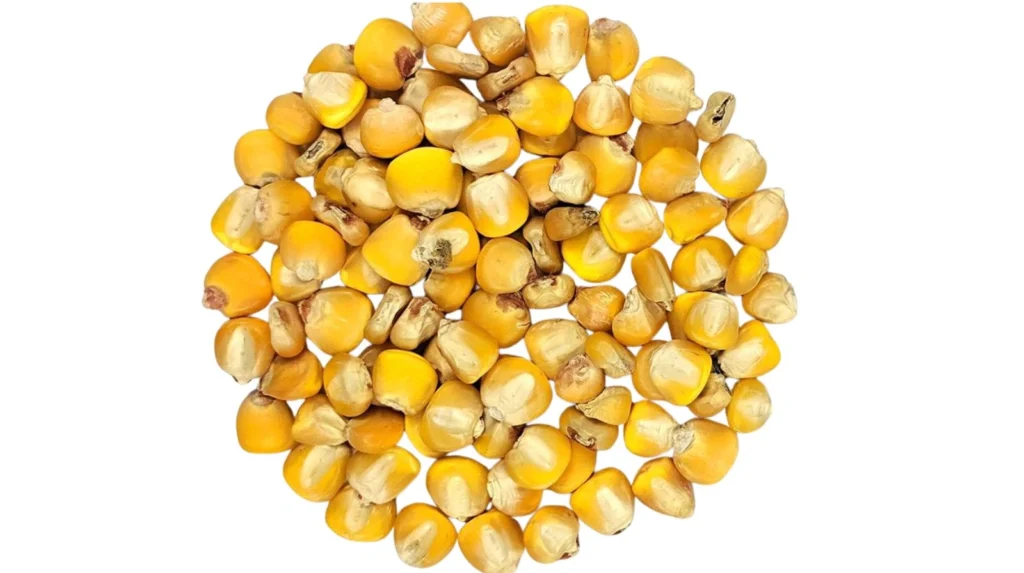 Dent Seeds Maize Varieties in Nigeria