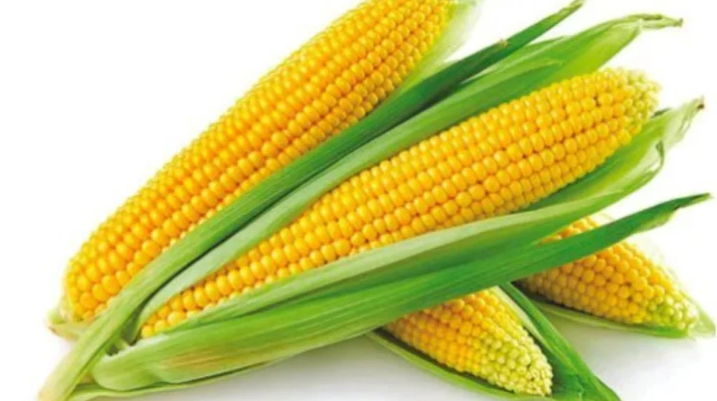 Hybrid Maize
