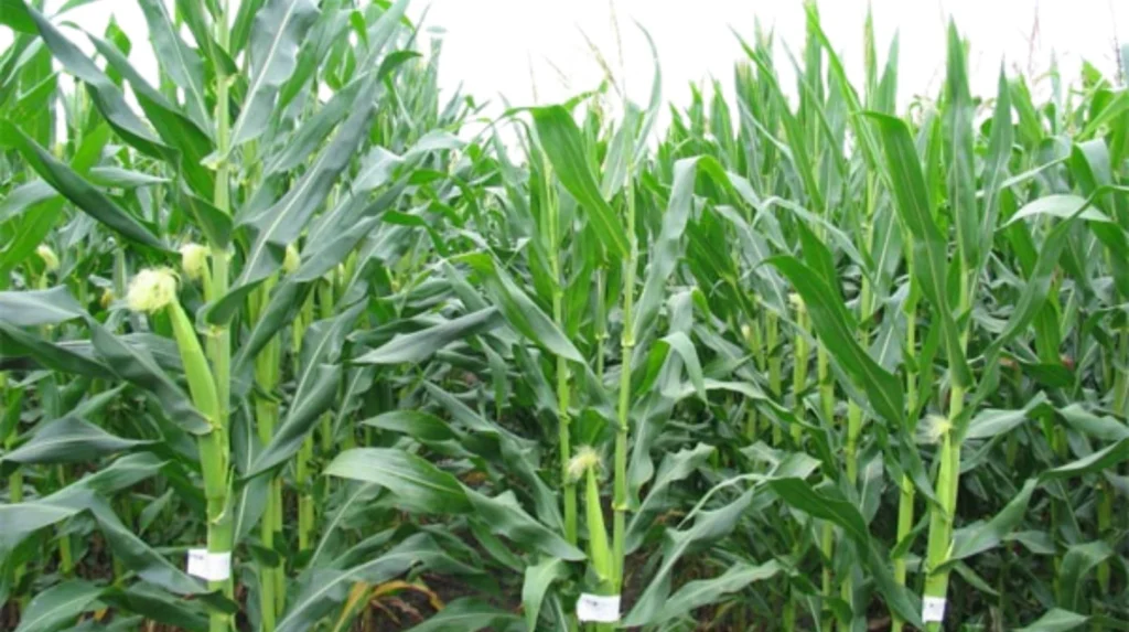 Hybrid Maize Plant