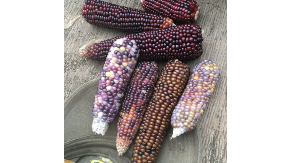 Open-Pollinated Maize