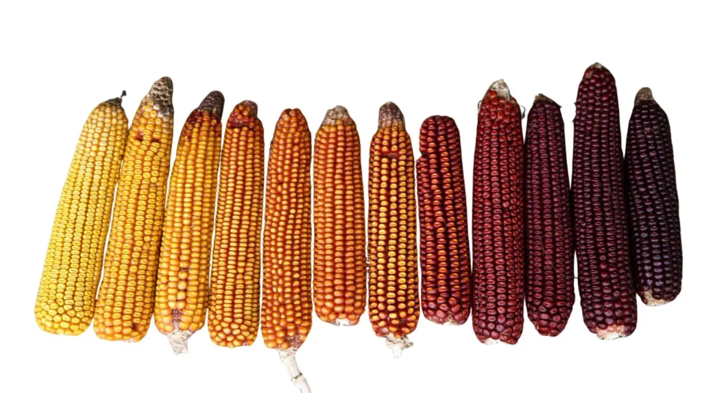 Open-Pollinated Maize Varieties
