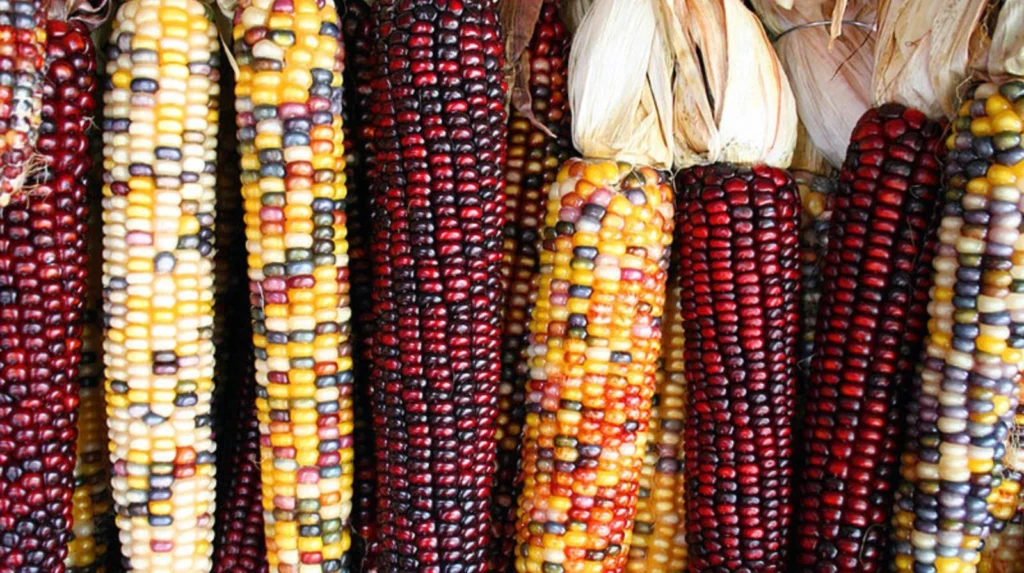 Open-Pollinated Maize Varieties 2
