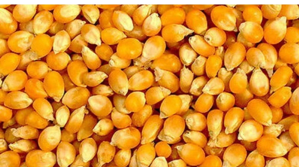 Popcorn Maize Seeds