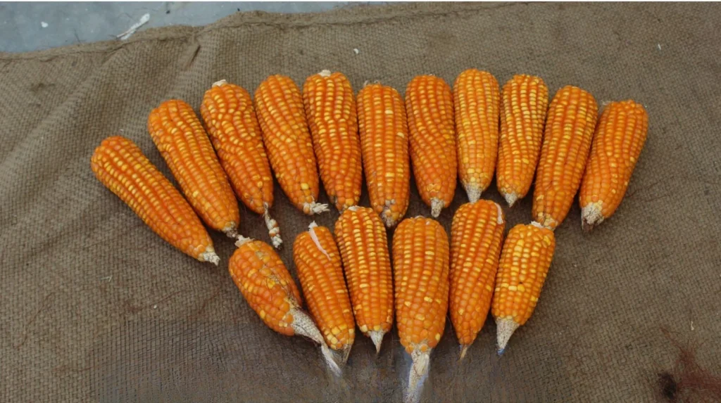Quality Protein Maize