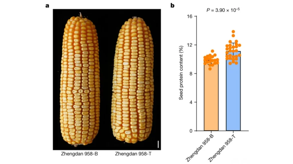 Quality Protein Maize 2