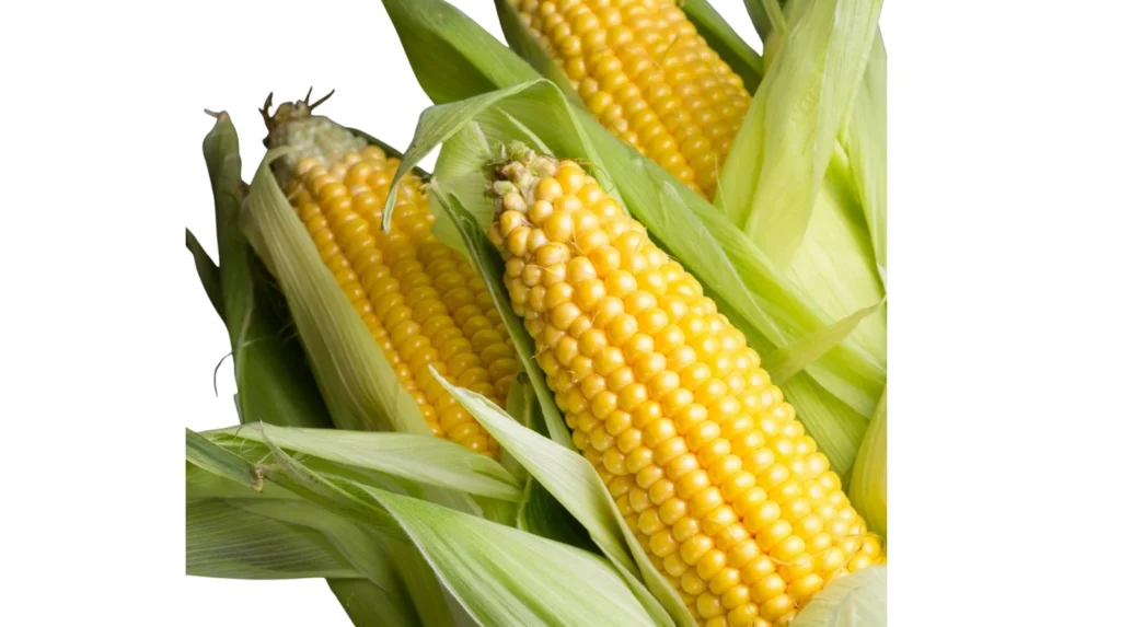 Sweet Maize - Maize Varieties in Nigeria