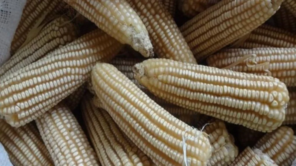 White Maize - Maize Varieties in Nigeria