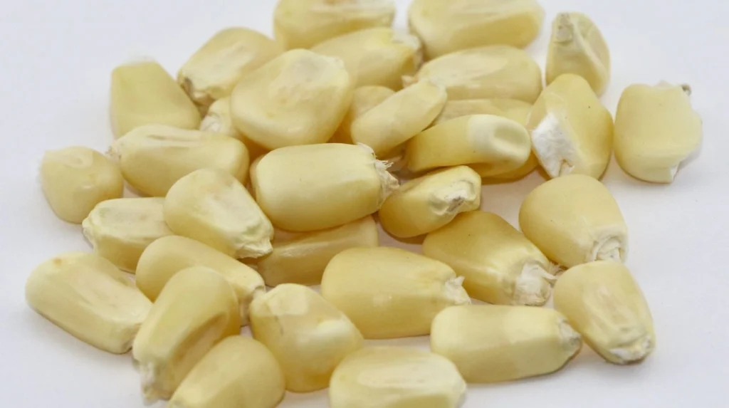 White Maize Seeds - Maize Varieties in Nigeria