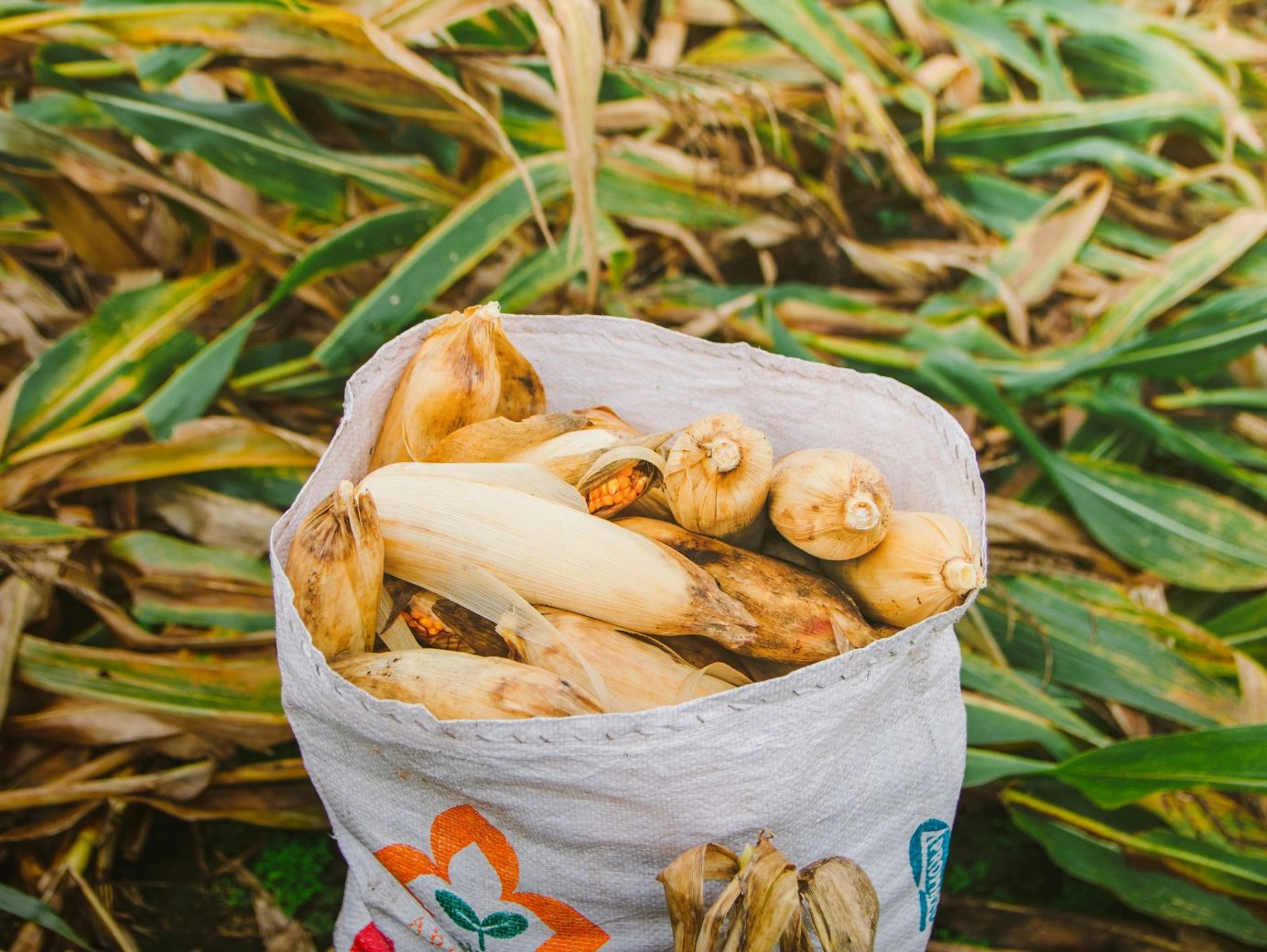 Wholesale Price of Maize in Nigeria