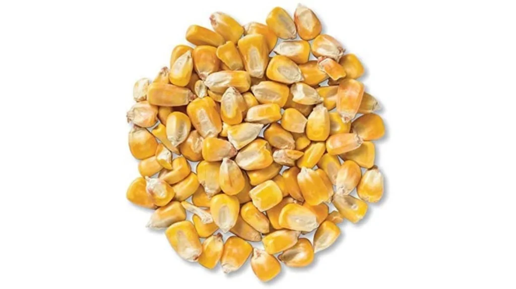 Yellow Maize Seeds - Maize Varieties in Nigeria