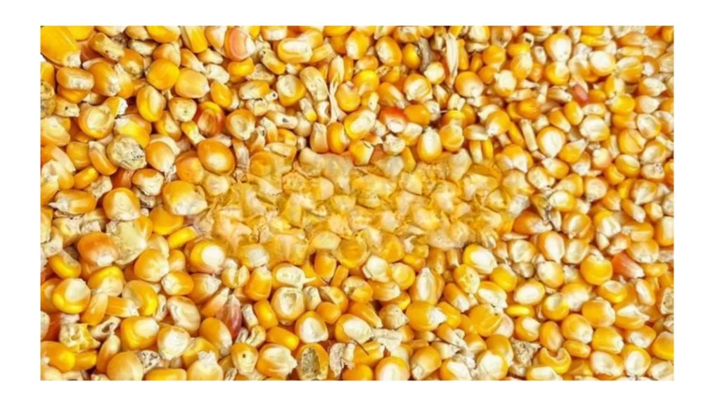 Yellow Maize Varieties in Nigeria