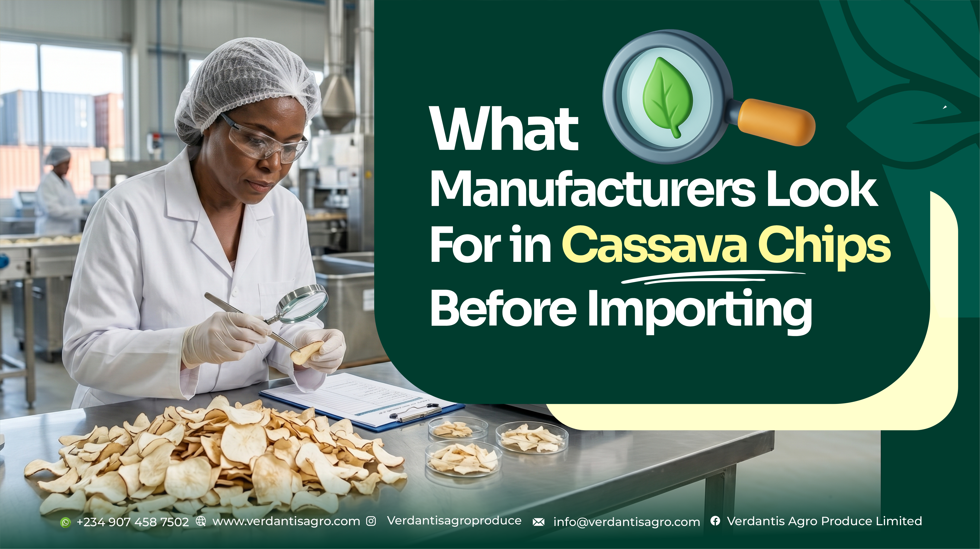 Cassava Chips Supplier Image